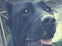 cane corso nero 